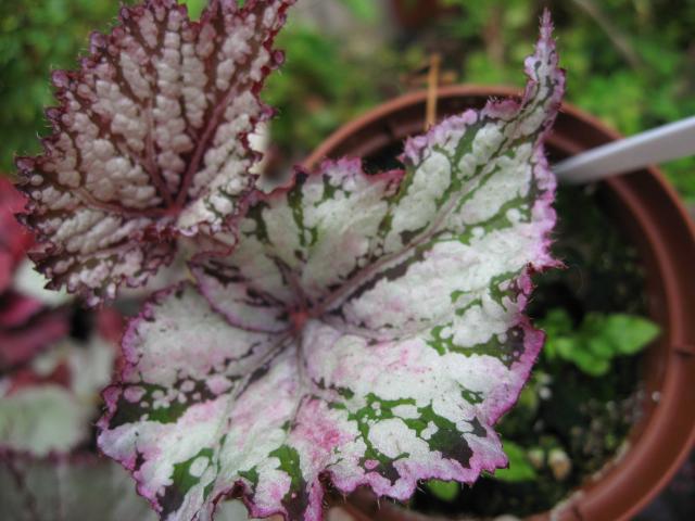 Begonia rex Fairy